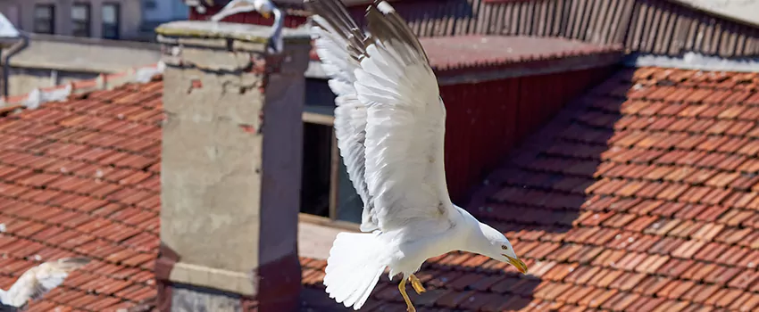 Residential Chimney Animal Removal Solution in Muskogee, OK
