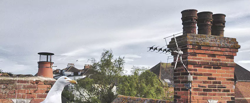 Chimney Cleaning And Restoration in Muskogee, Oklahoma